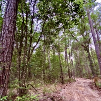 The Spanish Fort Ridge Tract images 6