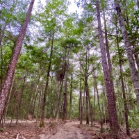 The Spanish Fort Ridge Tract images 5