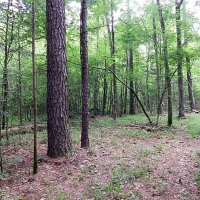 675 Acres in Jasper County in Louin MS images 3
