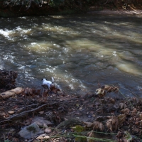 60 Acres - 1374 Kelly Mill Road Stuart VA 2471 South Fork Mayo River images 5