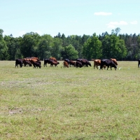 Country Living on 98 Beautiful Acres with Home. images 4