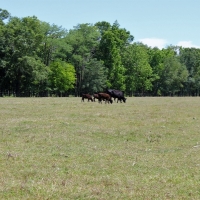Country Living on 98 Beautiful Acres with Home. images 5