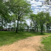 LA - Catahoula Olivo 23 acres - images 3