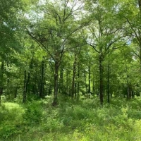 LA - Catahoula Olivo 23 acres - images 6