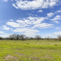 19 Acres Tract 3 Mustang Oaks images 5