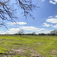 19 Acres Tract 3 Mustang Oaks images 6