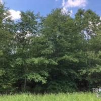 LA - Richland Southside 79 acres - images 2
