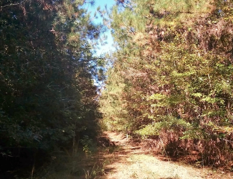 109.24 Acres Timber Land for Sale Taylorsville Jones Co MS featured image