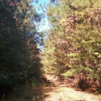 109.24 Acres Timber Land for Sale Taylorsville Jones Co MS