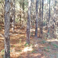 109.24 Acres Timber Land for Sale Taylorsville Jones Co MS images 2