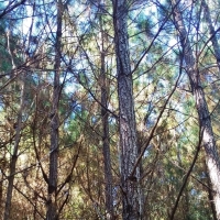109.24 Acres Timber Land for Sale Taylorsville Jones Co MS images 3