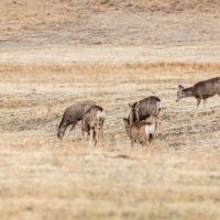 TBD 240 Acres Weston CO images 2