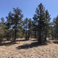 TBD 240 Acres Weston CO images 6