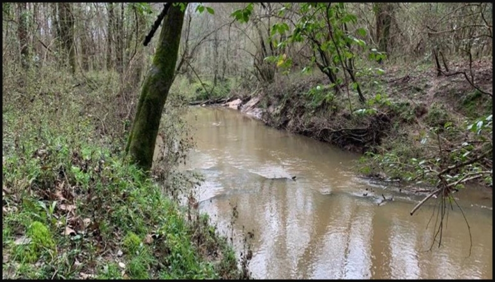 169 Acres in Amite County in Gloster MS featured image