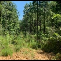169 Acres in Amite County in Gloster MS images 3