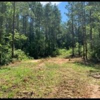 169 Acres in Amite County in Gloster MS images 4