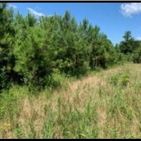 169 Acres in Amite County in Gloster MS images 6