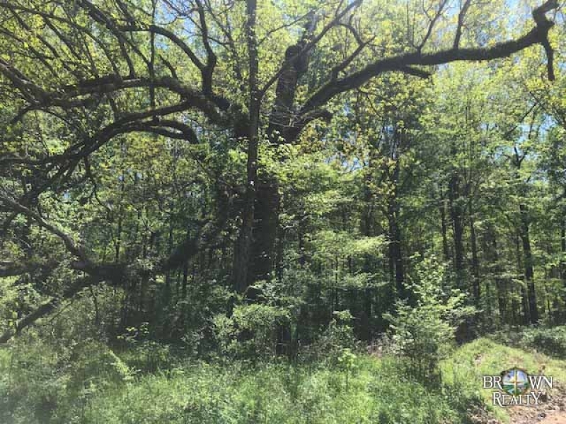 MS - Jefferson Courville 82 acres - featured image