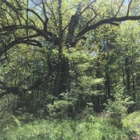 MS - Jefferson Courville 82 acres -