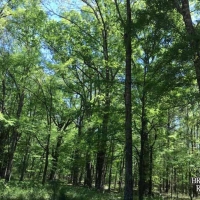 MS - Jefferson Courville 82 acres - images 2