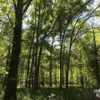 MS - Jefferson Courville 82 acres - images 3