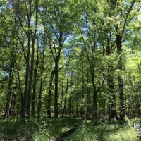 MS - Jefferson Courville 82 acres - images 4