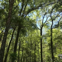 MS - Jefferson Courville 82 acres - images 5