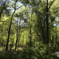 MS - Jefferson Courville 82 acres - images 6