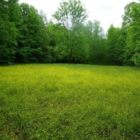 Hardwood Tract Creek Fishing Hunting images 6
