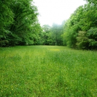 Hardwood Tract Creek Fishing Hunting images 3
