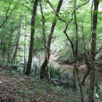 Hardwood Tract Creek Fishing Hunting images 5