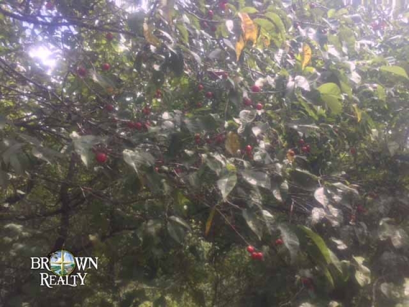 LA - Tensas Shelton 224 acres - featured image