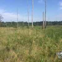 LA - Tensas Shelton 224 acres - images 4