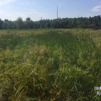 LA - Tensas Shelton 224 acres - images 5