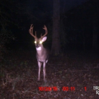 MS - Holmes Lawrence 160 acres -
