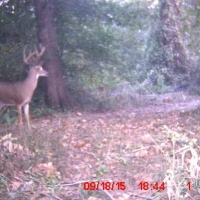 MS - Holmes Lawrence 160 acres - images 3