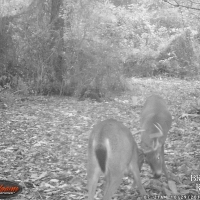 MS - Holmes Lawrence 160 acres - images 5