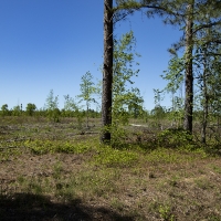 12.13 Acres in Jefferson County images 4