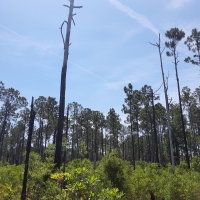 1.25 Acres of Evergreen Forest Near St. John s River images 3