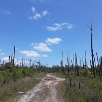 1.25 Acres of Evergreen Forest Near St. John s River images 4