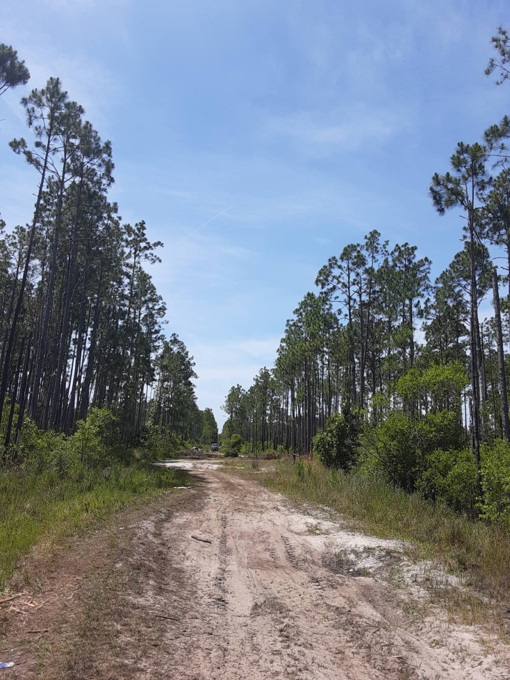 1.25 Acres of Evergreen Forest Near St. John s River featured image