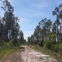 1.25 Acres of Evergreen Forest Near St. John s River
