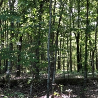 LA - West Carroll Epps 134 acres - images 4