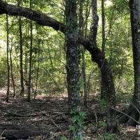 LA - West Carroll Epps 134 acres - images 5