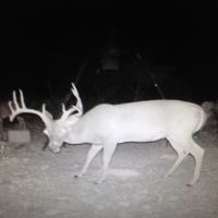 Beautiful 4K Acre Hill Country Lease