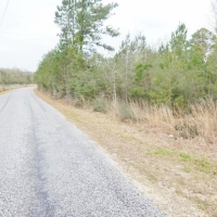 Hunting Investment Land for Sale Jefferson Davis County MS images 3