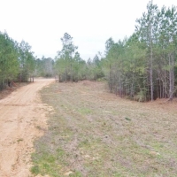 Hunting Investment Land for Sale Jefferson Davis County MS images 5