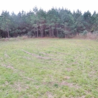 Hunting Investment Land for Sale Jefferson Davis County MS images 6