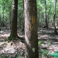 7 ac - Wooded Tract for Home Site images 3