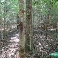 7 ac - Wooded Tract for Home Site images 4